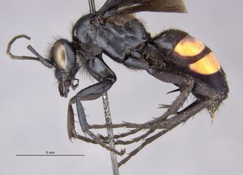Media type: image;   Entomology 26672 Aspect: habitus lateral view